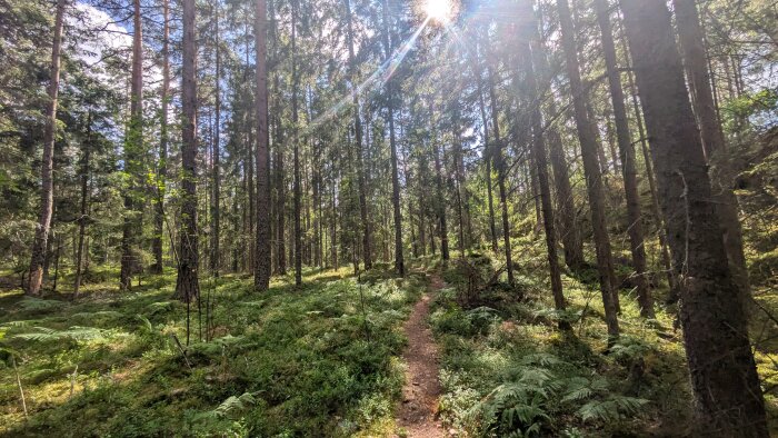 En solbelyst skog med ett smalt stig genom höga träd och grön undervegetation. Solstrålar skiner genom bladverket.