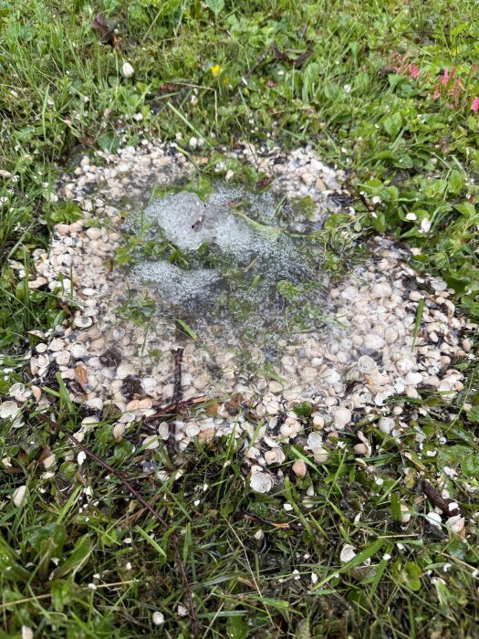 Snäckor och bubblande vatten dyker upp ur marken täckt av gräs och jord.