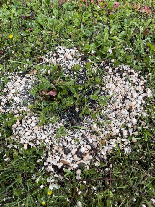 Snäckskal som sprutats upp ur ett hål omgiven av grönska, resultatet av en geoteknisk undersökning på en höjd.