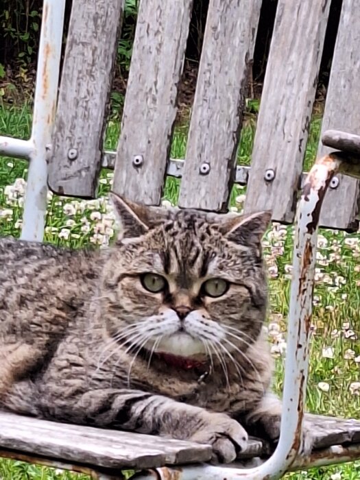 Grå katt med röd halsband ligger på en träbänk i trädgård.