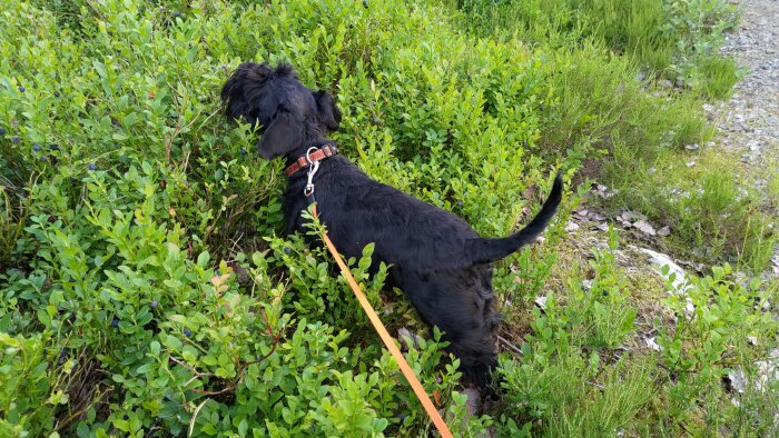 Svart hund på promenad i skog, sniffar på blåbärsris.