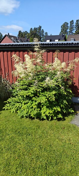 Grön buske med vita, fjäderlika blommor framför en röd trävägg i en trädgård.