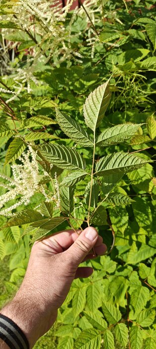 En hand håller upp en grön växt med sammansatta blad och vita blommor i bakgrunden, fotograferad i dagsljus.