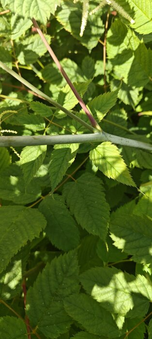Gröna blad av en okänd växt under solens sken, med röda och gröna stjälkar som korsar varandra.