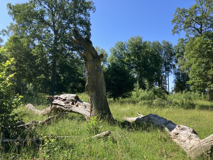 Fallen trädstam i solbelyst skogsglänta omgivet av gröna träd och buskar under en klarblå himmel.