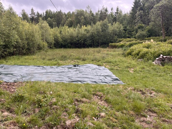 Grön presenning på gräsbevuxen, ojämn mark omgiven av skog och buskar. En hög med stenar syns till höger.