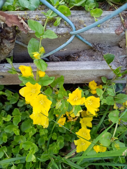 Gula blommor av praktlysing växer genom en staketlänk och sprider sig i trädgården, omgivna av gröna blad.