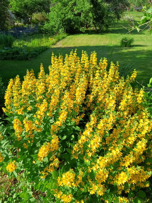 Gul blommande praktlysing som sprider sig i en grönskande trädgård, omgiven av träd och gräsmatta.