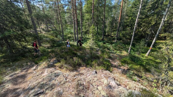 Tre personer vandrar genom en skog med tallar och grönska under en solig dag. En tydlig stig syns bland stenarna och trädens skuggor.