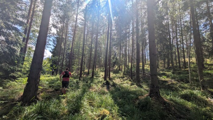 Personer vandrar i en solig skog med höga träd och grönska. Solstrålar lyser genom grenarna och skapar ett lugnt landskap.