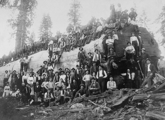 Grupp av människor poserar på en enorm fälld trädstam, symboliserar storleken på historiska träd och skogshuggarkultur.