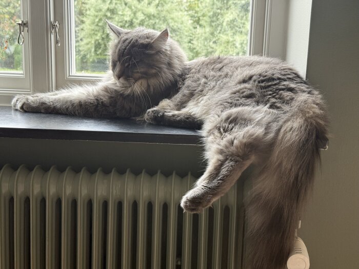 En grå katt vilar på ett fönsterbräde ovanför ett element. Katten ser avslappnad ut efter ett veterinärbesök.