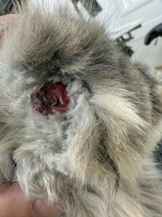 Närbild av en katt med en röd, öppen sår på kinden, omgivet av grå päls.