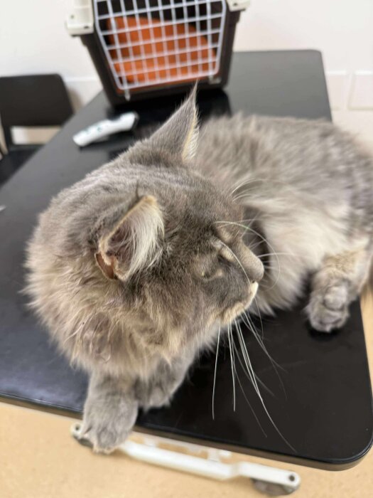 En grå katt vilar på ett bord efter ett veterinärbesök, med bur i bakgrunden.