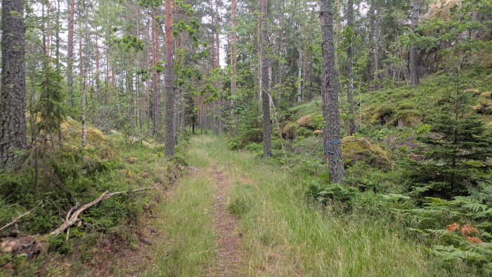 En smal stig som slingrar sig genom en tät skog med höga träd och grönskande undervegetation.
