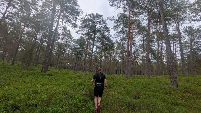 Person som vandrar i en grön skog med höga träd och molnig himmel.