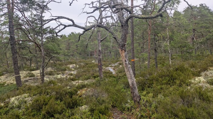 Gles tallskog med lavbevuxen mark och en markerad vandringsledsblåsa på ett av träden.