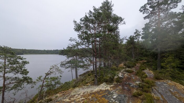 Stig genom skog vid en sjö med tallar och klippor i förgrunden och ett lugnt vatten i bakgrunden under en mulen himmel.