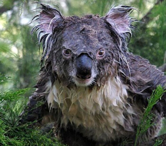 En blöt koala med oordnat päls står bland gröna växter.