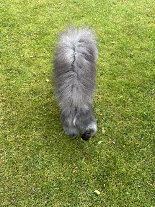 Grå, fluffig hund bakifrån på promenad på en gräsmatta.