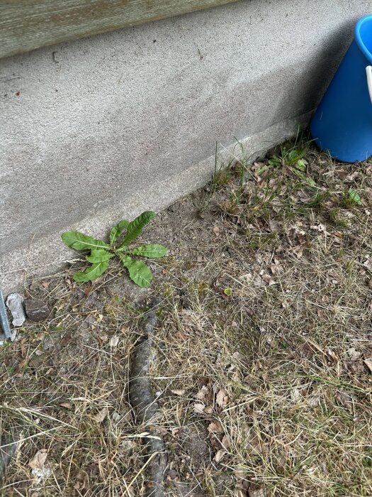 Ytliga rötter nära en husgrund med torrt gräs och en blå hink synlig.