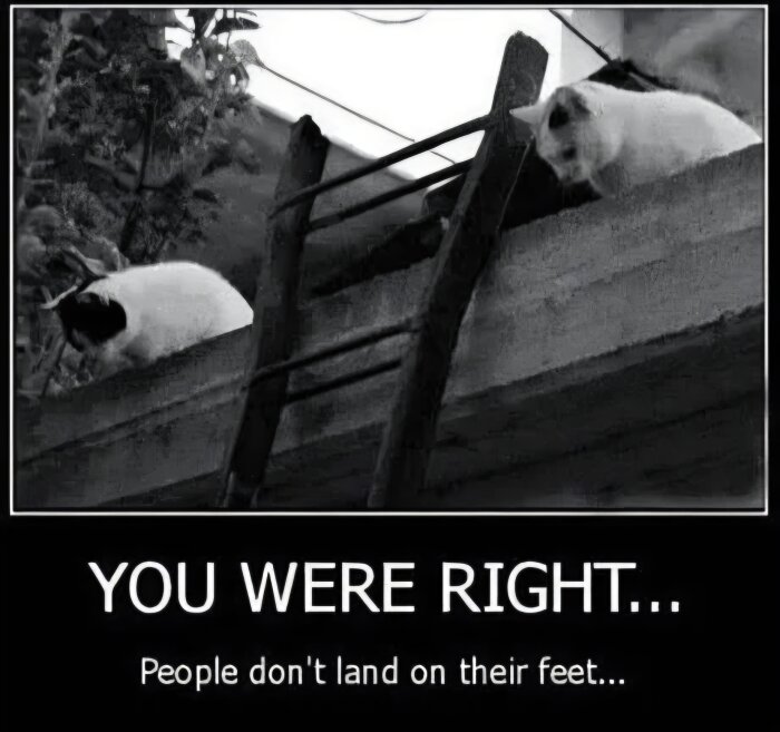 Två katter sitter på en mur bredvid en stege och tittar ner. Under bilden står texten "YOU WERE RIGHT... People don't land on their feet...