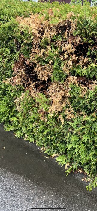 Gulnande thuja med vissnande grenar, delvis grön. Parkeringsplats intill. Problem med växtens hälsa söker lösning.