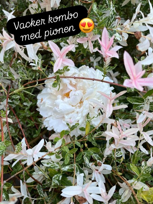 Vit pion omgiven av gröna blad och små rosa-vita blommor, med texten "Vacker kombo med pionen" överst i bilden.