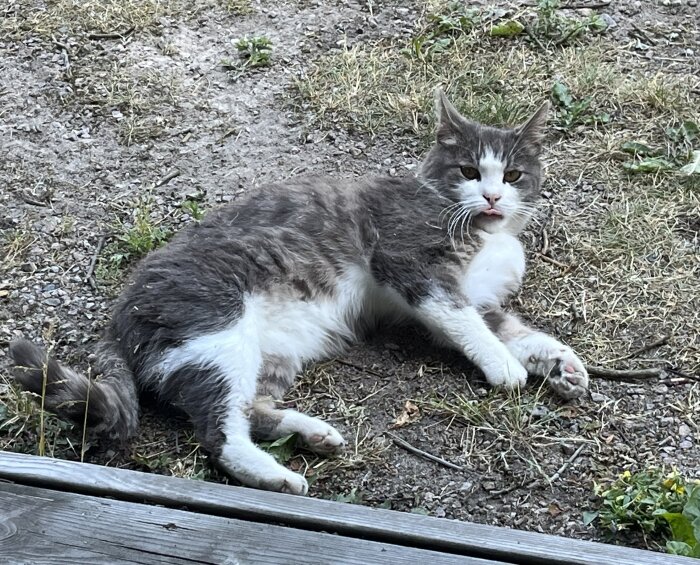 Grå och vit katt ligger på torrt gräs och jord vid en träveranda, syns i en avslappnad pose med tungan utanför munnen.