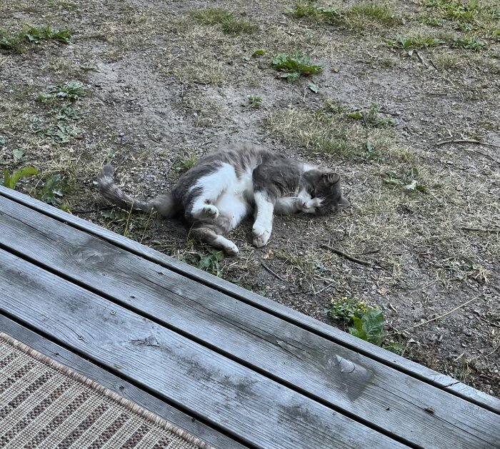 Katt ligger avslappnat på marken och sandbadar bredvid en träterrass.