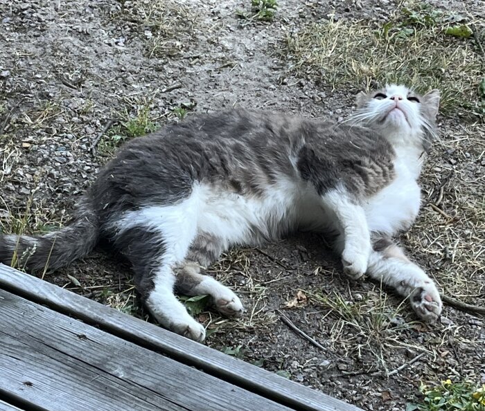 Grå och vit katt ligger på marken nära en altan, ser nöjd ut efter att ha sol- och sandbadat.
