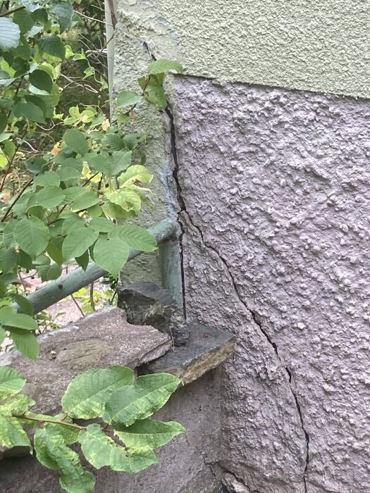 Sprucken mur med grov yta och växter kring kanten, visar på frostsprängning. Stenblock och gröna blad syns intill sprickan.
