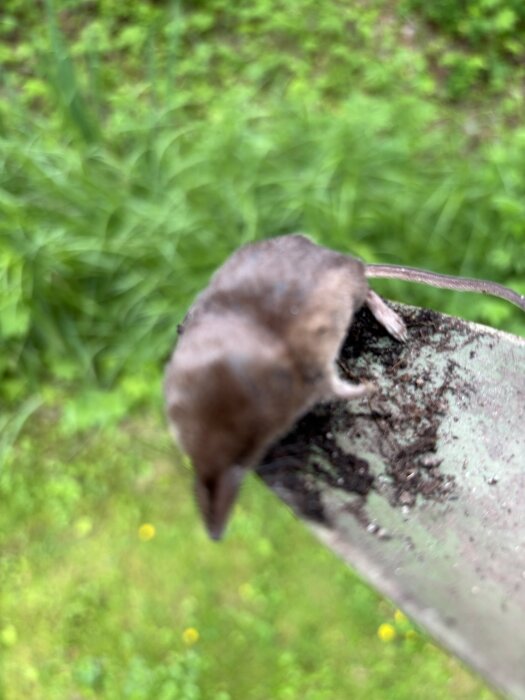 En död mus på ett spadeblad i en trädgård med gräs i bakgrunden.
