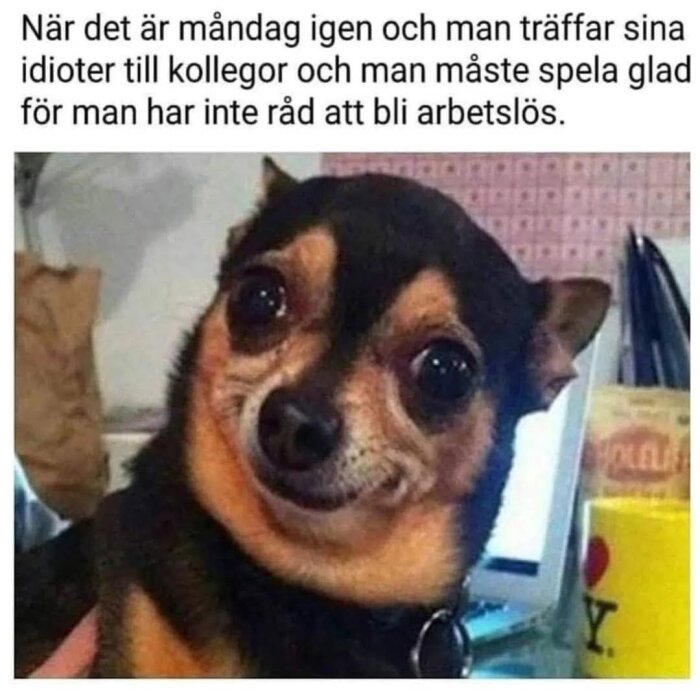 En chihuahua med ett besynnerligt leende, text ovan säger att det är måndag och man möter kollegor.