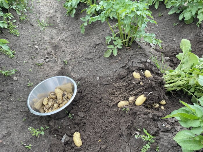 Nyupptagen färskpotatis av sorten Amandine i jord bredvid en skål fylld med skördade potatisar i ett potatisland.