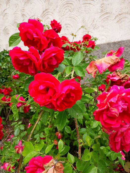 Röda rosor med gröna blad mot en mönstrad vägg i bakgrunden, vissa rosor har vissnat.