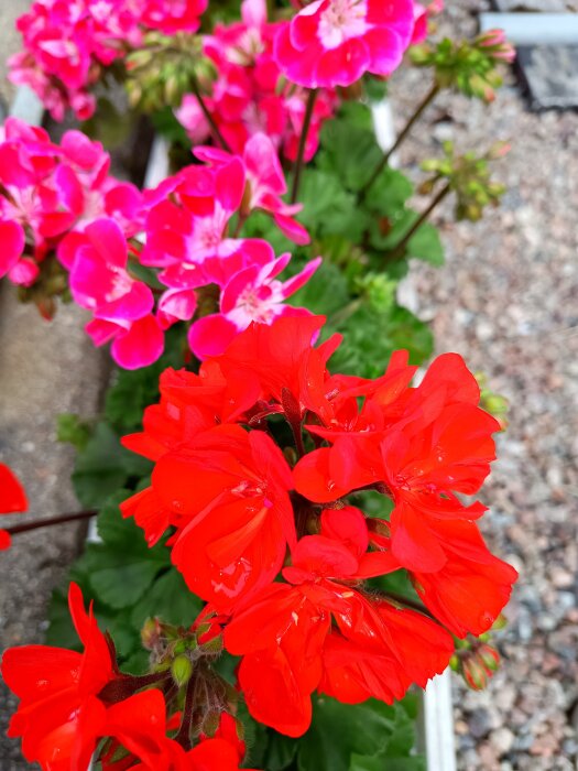 Röda pelargoner i fokus med rosa blommor i bakgrunden, omgivna av gröna blad och grusad mark.
