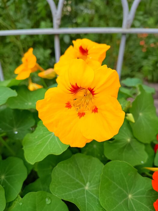 Gula Indiankrasseblommor med röda inslag över gröna blad i en trädgårdsmiljö.