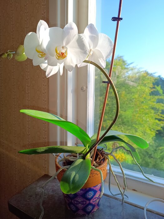 Vit brudorkidé med gröna blad blommar i en färgglad kruka på ett fönsterbräde, belyst av solljus.