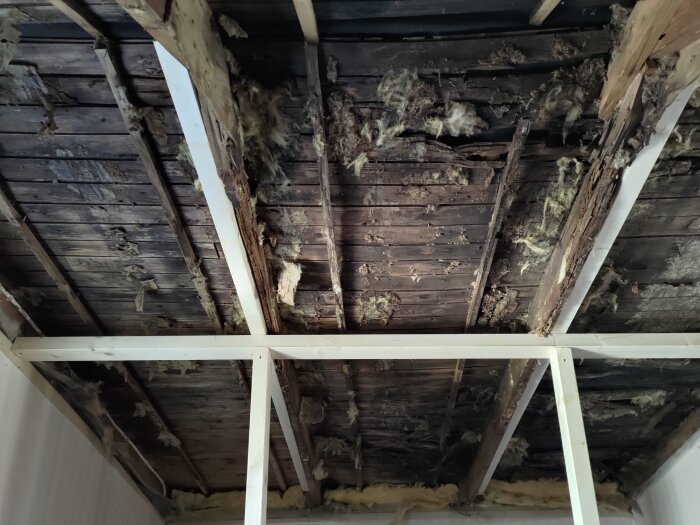 Tak med omfattande skador, ruttna brädor, och tecken på skadedjur.  Oisolerad råspont och förstörda takstolar synliga.