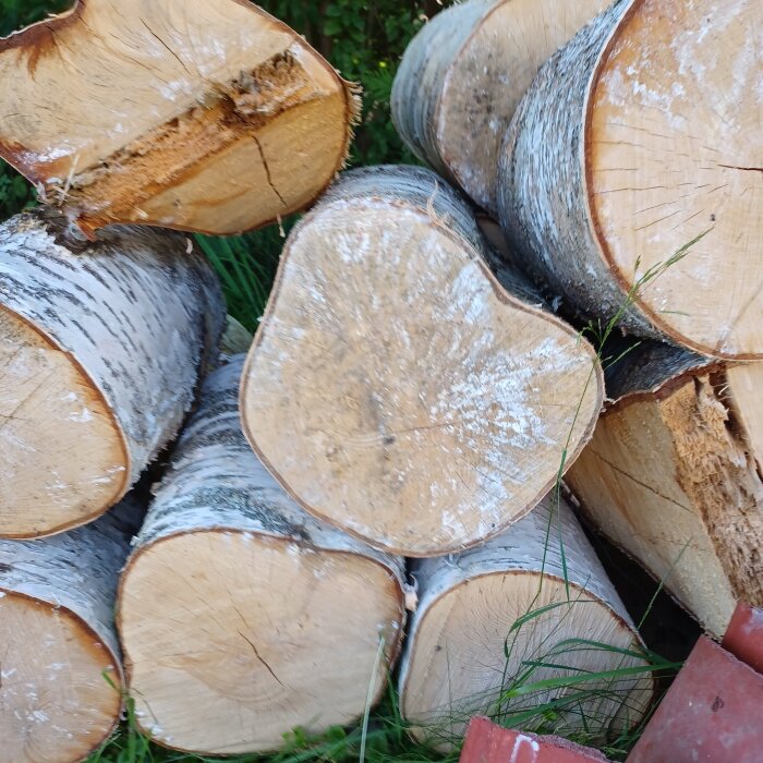 Björkkubbar med vit luddig yta och svarta fläckar, staplade i ett uteförråd med gräs och ett par röda tegelstenar i närheten.