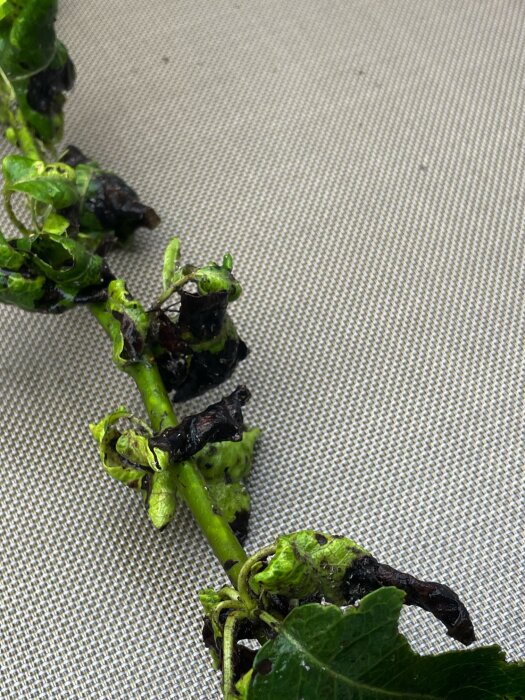 Krusiga päronblad med svarta fläckar och vissna områden liggande på en ljus yta.