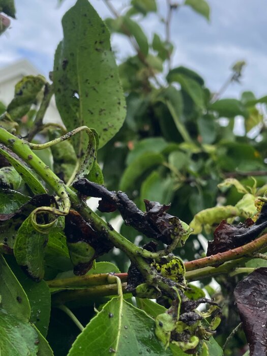 Närbild av päronträdsblad med svarta fläckar och krusade kanter, eventuellt drabbade av sjukdom eller skadedjur.