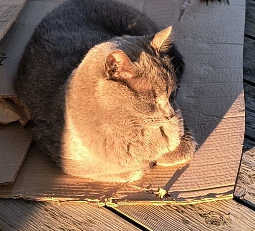 En katt ligger på en bit kartong och solar i solljuset.