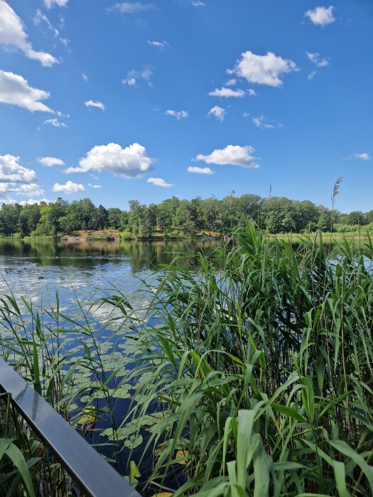 Sjön med vass i förgrunden, omgiven av skog under en klarblå himmel med vita moln.