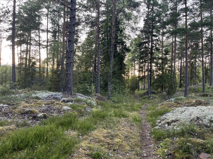 En skog med smal stig, omgiven av träd, mossa och lav, troligen vid solnedgång.