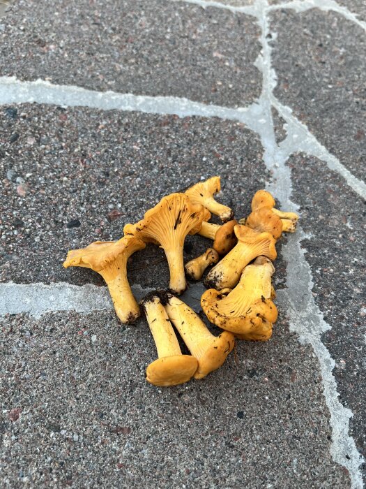 Gula kantareller ligger på marken med stenplattor som bakgrund.
