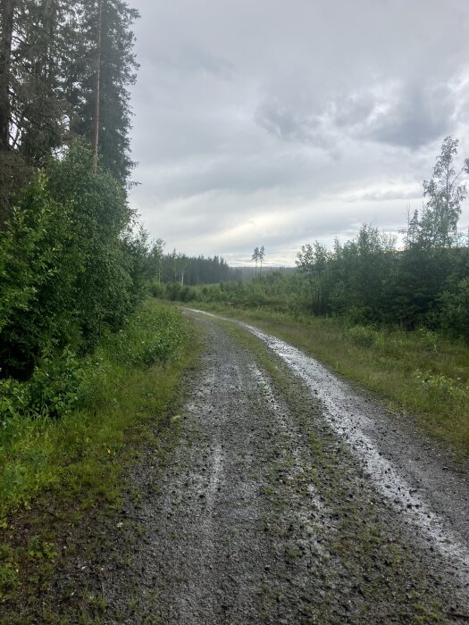 Grusväg genom grönskande skog under molnig himmel, med träd längs sidorna och regnvatten i spåren.