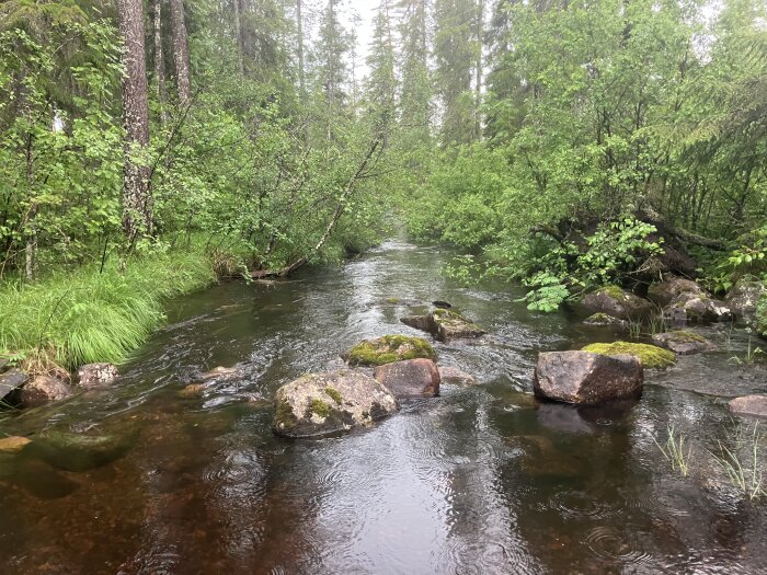 En skogsbäck med klart vatten, omgiven av tät grönska. Stora stenar syns i vattnet och regndroppar skapar ringar på ytan.