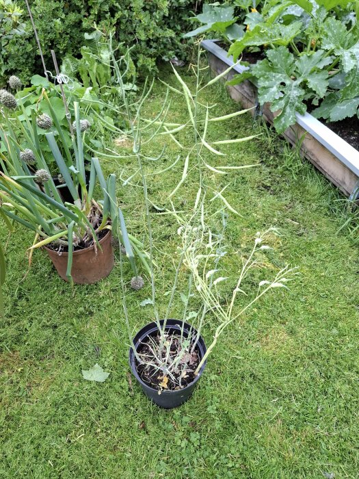 Växt med långa stjälkar och smala gröna fröskidor i en svart kruka på gräs, omgiven av andra gröna växter i en trädgård.